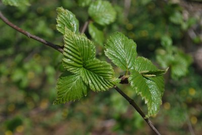 Betula ermanii - bříza ermanova - list